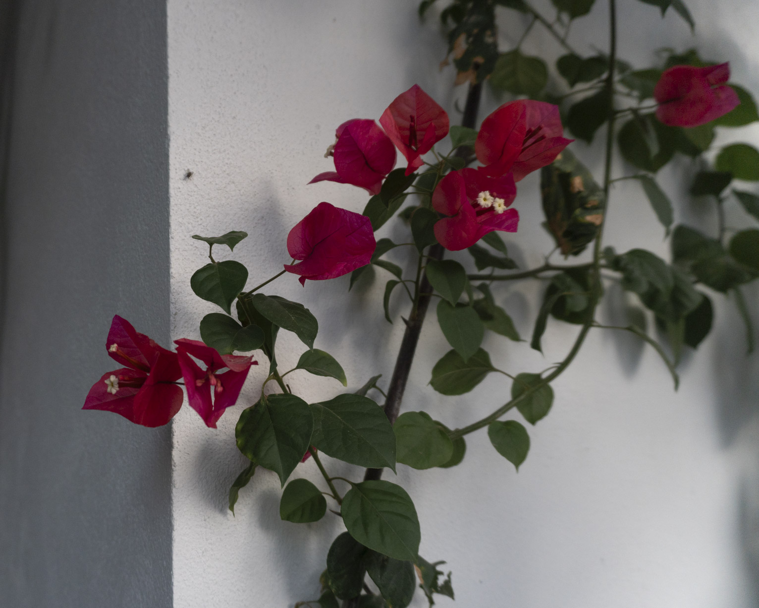 Bugambilia flowers